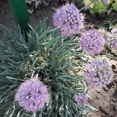 Лук СПИРАЛИС горный в Гомеле