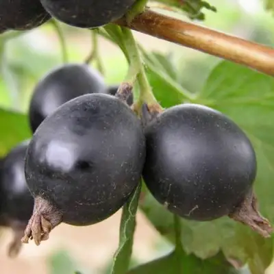 ЙОШТА в Гомеле