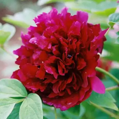 Пион ГАЛАКТИКА травянистый в Гомеле