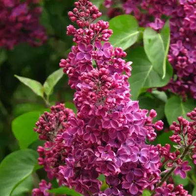 Сирень ЗНАМЯ ЛЕНИНА в Гомеле