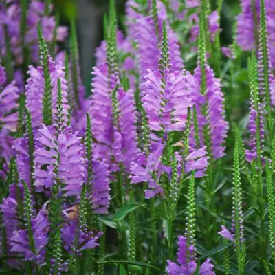 Физостегия РОЗЕЯ виргинская в Гомеле