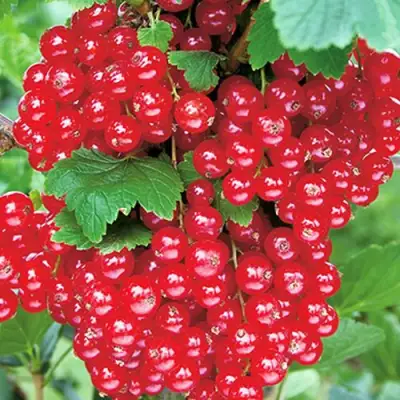 Смородина красная РУДНЕУС в Гомеле