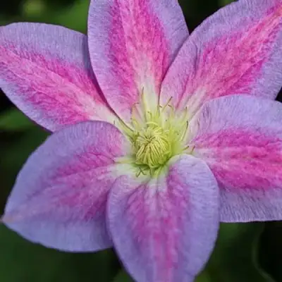 Клематис ЧЕЙНДЖ ОФ ХАРТ в Гомеле