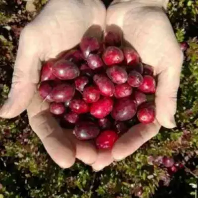 Клюква ХАБЕЛЬМАН в Гомеле