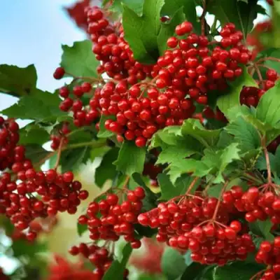 Калина ТАЕЖНЫЕ РУБИНЫ в Гомеле