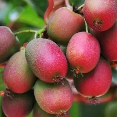 Актинидия ВЕЙКИ аргута в Гомеле