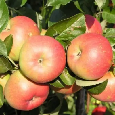 Яблоня РЕДКРАФТ в Гомеле