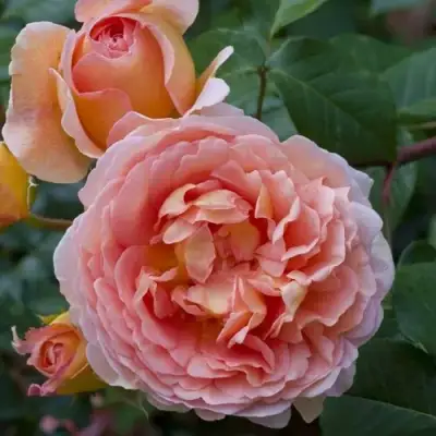 Роза АБРАХАМ ДЕРБИ английская в Гомеле