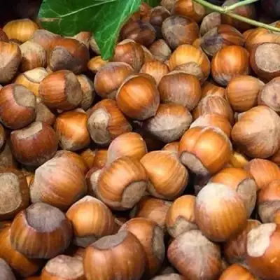 Фундук ТОНДА ДЖИФФОНИ в Гомеле