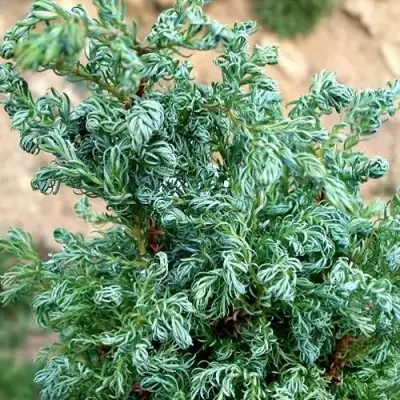 Кипарисовик БЕБИ БЛЮ горохоплодный в Гомеле