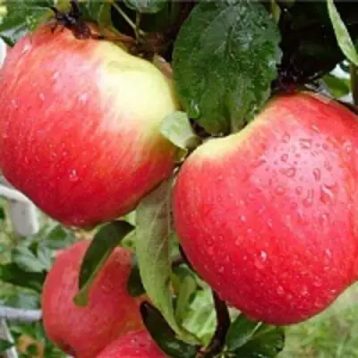 Яблоня ЖЕНЕВА (ЖЕНЕВА ЭРЛИ) в Гомеле