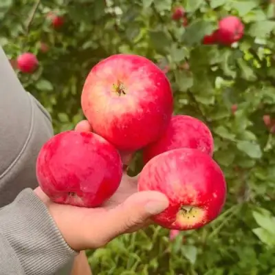 Яблоня АКСЕНА в Гомеле