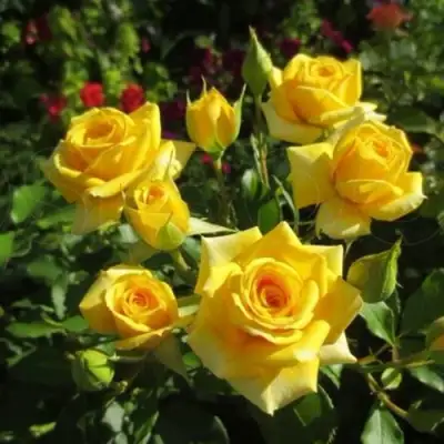 Роза ШАНИ спрей в Гомеле