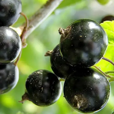 Смородина чёрная ЦЕРЕРА в Гомеле