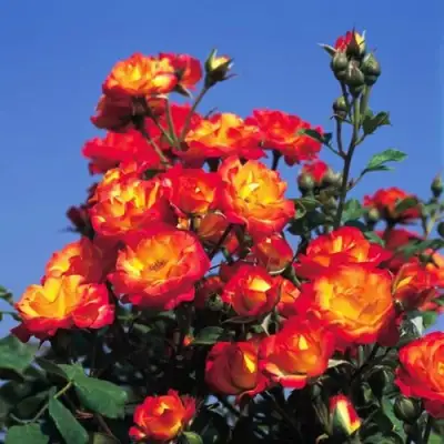 Роза ТАЙФУН спрей в Гомеле