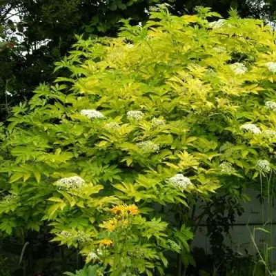 Бузина черная АУРЕА в Гомеле