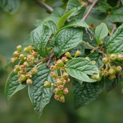 Кизильник пузырчатый в Гомеле