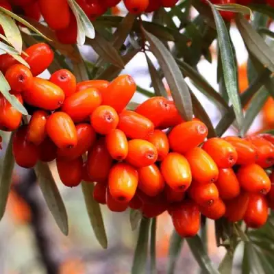 Облепиха ДЖЕМОВАЯ в Гомеле