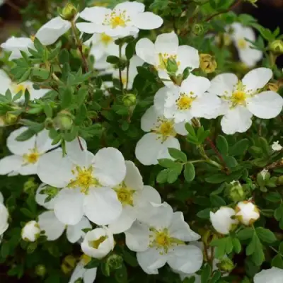 Лапчатка АББОТСВУД кустарниковая в Гомеле