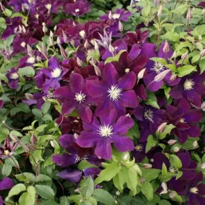 Клематис ГЕРОИ ВАРШАВЫ в Гомеле