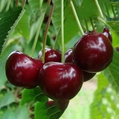 Вишня ЖАДАНА в Гомеле