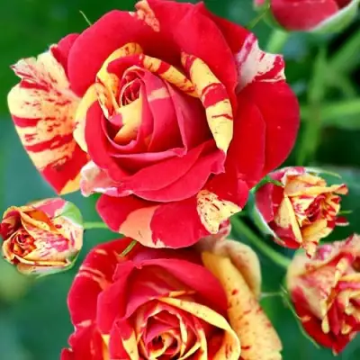 Роза ФАЙЕР ФЛЕШ спрей в Гомеле