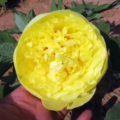 Пион ЗОЛОТО ПОДНЕБЕСНОЙ древовидный в Гомеле