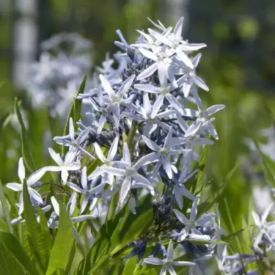 Амсония ТАБЕРНЕМОНТАНА в Гомеле