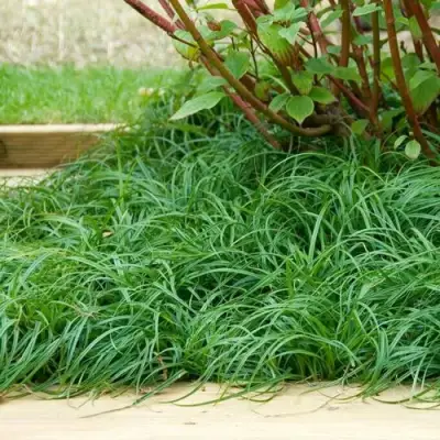 Осока БИТЛЗ в Гомеле