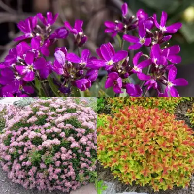 Комплект ЯПОНСКИЙ САД в Гомеле