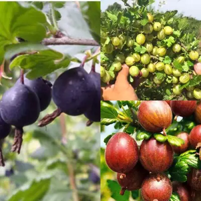 Комплект КРЫЖОВНИК MIX в Гомеле