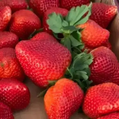 Клубника МОНТЕРЕЙ ремонтантная в Гомеле