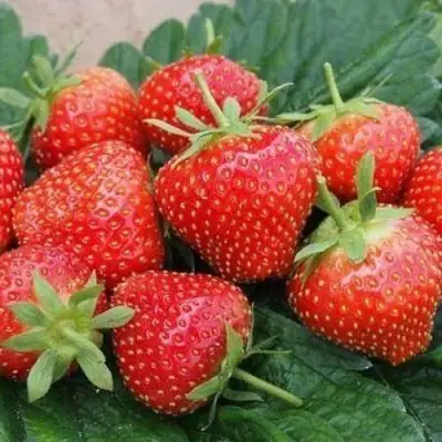 Клубника ЭЛЬСАНТА в Гомеле