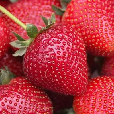 Клубника СЕЛЬВА ремонтантная в Гомеле