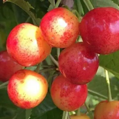 Черешня СОПЕРНИЦА в Гомеле