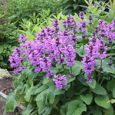 Буквица крупноцветковая в Гомеле