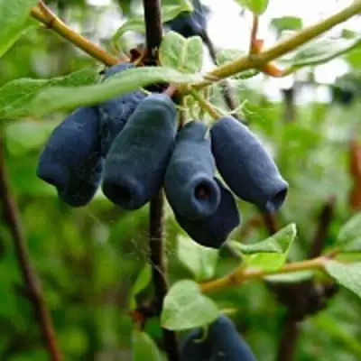 Жимолость съедобная ВОЛХОВА в Гомеле