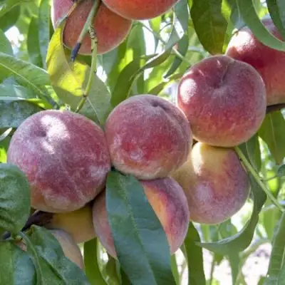 Персик ЗАРМЕНЮ в Гомеле