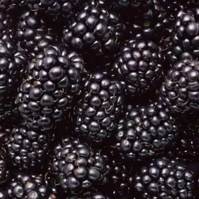 Ежевика ОРКАН бесшипная  в Гомеле