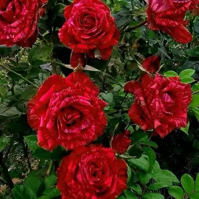 Роза РЕД ИНТУИШН чайно-гибридная в Гомеле