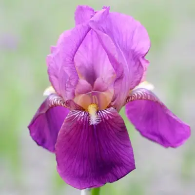 Ирис ИМПЕРАТОР бородатый в Гомеле