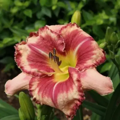 Лилейник АУТСТАНДИНГ гибридный в Гомеле