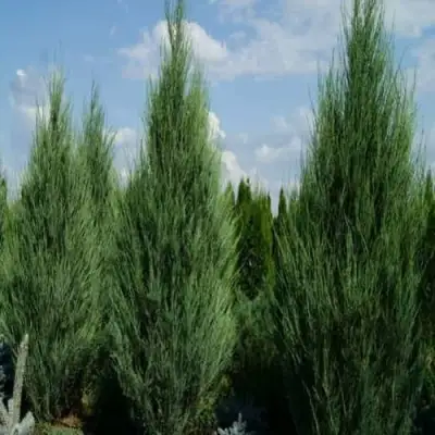 Можжевельник СКАЙРОКЕТ  скальный в Гомеле