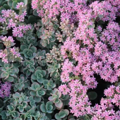 Очиток (седум) САНСПАРКЛЕР ЛАЙМ ЗИНГЕР в Гомеле