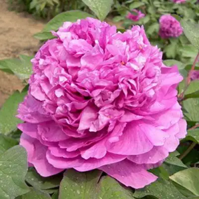 Пион ОРНАМЕНТ древовидный в Гомеле