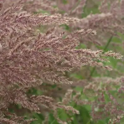 Вейник КАРЛ ФОРСТЕР остроцветковый в Гомеле