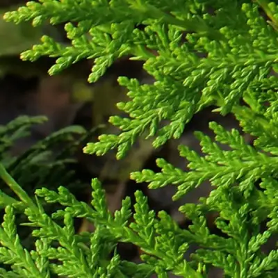 Туя восточная в Гомеле