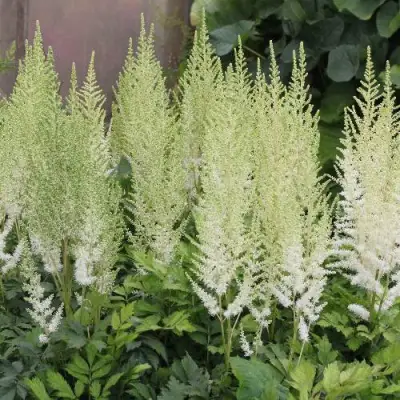 Астильба ДИАМАНТ Арендса в Гомеле