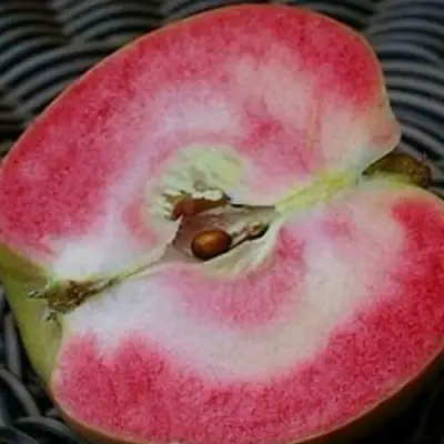 Яблоня ПИНК ПЕРЛ в Гомеле