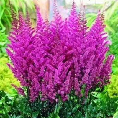 Астильба ПЕПЛ РЕЙН гибридная в Гомеле